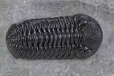 Beautiful Morocops Trilobite - Ofaten, Morocco #359594-2